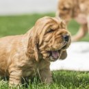 알파동물병원 이미지