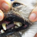 안정택동물병원 이미지