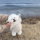 귀여워, 댕댕이 이미지