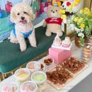 멍세권 | 청주강아지유치원 멍세권에서의 하루, 우리 아이의 행복한 추억