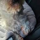 백설 애견샵 이미지