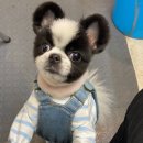 펫마인드 이미지