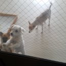 서쪽강생이 이미지