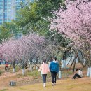 청명 이미지