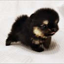 아이러브독 강아지 부천점 이미지