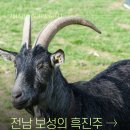 흑진주 흑염소