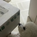 프랑테리 펫푸드 | 믿고 먹는 강아지 화식 프랑테리팻푸드 테린 내돈내산 후기