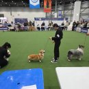 올림푸스원 | 수원메쎄 프리미어도그쇼 후기