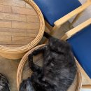 강아지랑 고양이 이미지