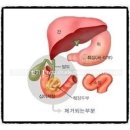 한의학 - 췌장질환 - 당뇨병, 췌장염, 췌장암 질환은 홍맥을 띈다. (맥진법 따라잡기) 이미지