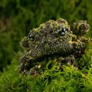 mossy frog 이미지