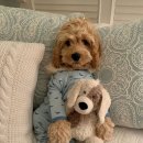 하나동물병원 이미지