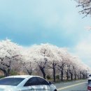통영여시가 벚꽃보러 다녀온 경주여행 후기 (짤없고 재미없음 주으ㅣ) 이미지