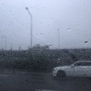 파이리코 이미지