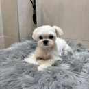 우아펫 대전점 | 대전애견미용 도미에르펫 솜사탕 같은 말티즈미용 '하늘이'의 가위컷 도전!