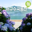 저구해안길 | 경남 거제 수국 동산 축제 저구항수국 7월 거제 여행 갈만한곳