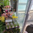 장안꽃시장 이미지