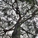 순흥의 연리지송 이미지