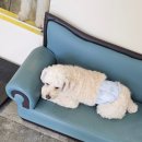 안녕, 상이 친구들! 이미지