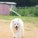 스타독스 이미지