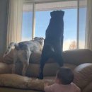 이웃집 댕댕이 이미지