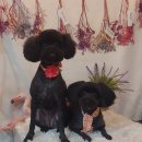 깜보살롱 이미지