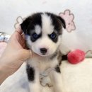 의정부허스키분양 의정부허스키무료분양 의정부허스키책임분양 의정부허스키입양 의정부허스키무료입양 의정부강아지분양 의정부강아지입양 이미지