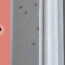 종로-종로-종로-종-315 | 겨울인데 화분에서 파리가 계속 나와요… 뿌리파리 퇴치 방역업체 후기