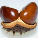 마로니에 이미지