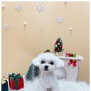 미소애견 미용실 이미지