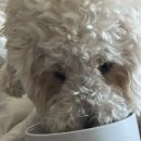 (주)에미넌트 | [강아지영양제 추천] 연어오일 찾는다면💧에미넌트 강아지오메가3 150ml 후기