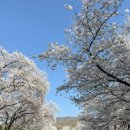 시문학교실(야간) | 서울 벚꽃축제 렛츠런파크 후기 (경마장, 푸드트럭까지 즐긴 이색데이트 추천, ATM기 위치)