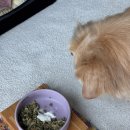 로얄펫 뉴트리션 | 루니펫 '요세라 독 미니웰 어덜트' + 사은품으로 샘플 사료 20개 챙기기