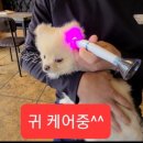 꼬리흔들 유치원 이미지