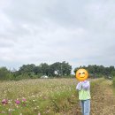 코스모스정수기 네이버블로그