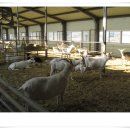 산양농장 이미지