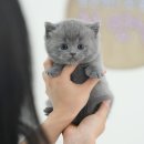 동행 애견 돌봄센터 부산점 강아지 고양이 무료분양 | 부산고양이무료분양 먼치킨킬트