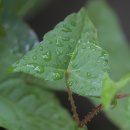 꽃며느리 이미지