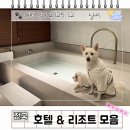 골드밸리리조트(10평) | 개팔자 상팔자! 강아지랑 호캉스 호텔 &amp; 리조트 11곳 애견동반