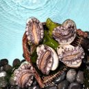 완도읍-14 | 극한직업 완도 전복 택배 주문 양식장 위치 연락처 '해미원' 전화번호 설 선물세트 주문하기