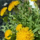 설국펜션 이미지