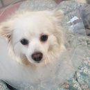 다봄 동물병원 이미지