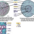 chapter35 - Plant Structure, Growth, and Development 이미지