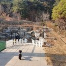 토실이네 애견 이미지