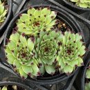 바위 솔 이미지