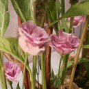 플로리스트자격 이미지