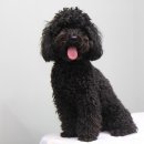 상콤 발랄 헬로퍼피 이미지