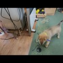 가을이와 꼬미가 살가는 이야기 이미지