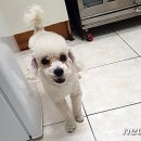 삼산종합동물병원 이미지