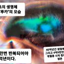 벌거벗은세계사 다섯번의 대멸종 포유류는 어떻게 지구의 지배자가 되었나 3, 2차 대멸종과 거대 절지동물 이미지